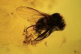 Detailed Fossil Fly (Diptera) & Ant (Formicidae) In Baltic Amber #105463-4